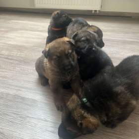 Foto inzerátu Německý ovčák