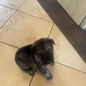 Foto inzerátu Německý ovčák