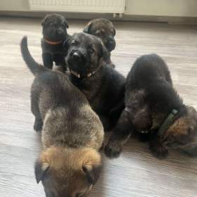 Foto inzerátu Německý ovčák