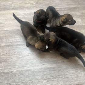 Foto inzerátu Německý ovčák