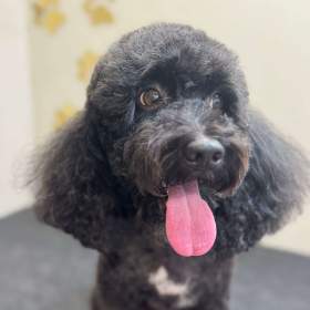 Fotka k inzerátu Stříhání psů / 19341450