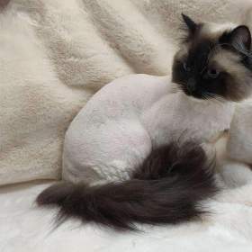 Fotka k inzerátu Stříhání koček / 19433343