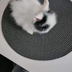 Foto inzerátu Zakrslý kraliček Teddy