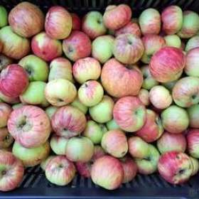 Foto inzerátu Nabídka jablek, ořechů-Chrudimsko