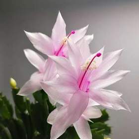 Fotka k inzerátu Schlumbergera -  Vánoční kaktus:  White Eva (řízek) / 19945186
