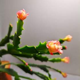 Fotka k inzerátu Schlumbergera -  Vánoční kaktus:  Thor Wild orange (řízek) / 19945186