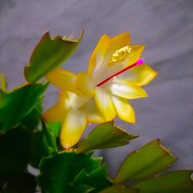 Fotka k inzerátu Schlumbergera -  Vánoční kaktus:  Thor Sophia (řízek) / 19945186
