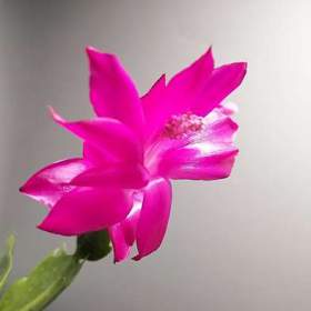 Schlumbergera -  Vánoční kaktus:  Thor Sarah (řízek) / 19625781