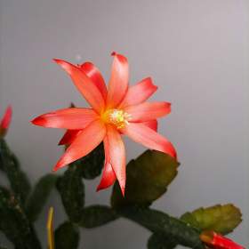 Fotka k inzerátu Schlumbergera -  Velikonoční kaktus:  Červený noid (řízek) / 19964349