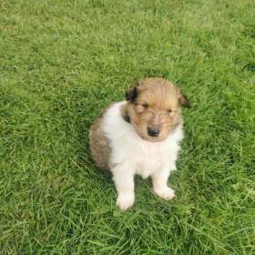 Foto inzerátu prodám štěňata kolie dlouhosrsté  s PP     FCI