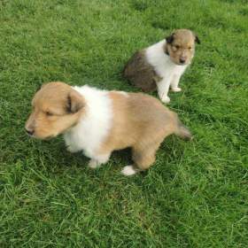 Foto inzerátu prodám štěňata kolie dlouhosrsté  s PP     FCI