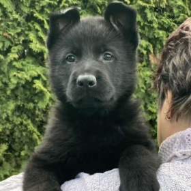 Foto inzerátu Německý ovčák celočerná a vlkošedá štěńata