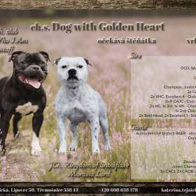 STAFORDŠÍRSKÝ BULTERIÉR S PP / 19625894