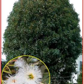 Eucalyptus globulus nana - SEMENA / 19626041