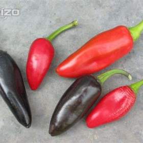 Chilli Jalapeňo Purple -  semena / 19626044