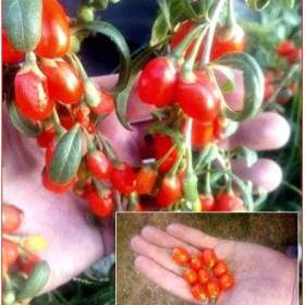 Lycium Chinese - Kustovnice čínská - semena / 19626047