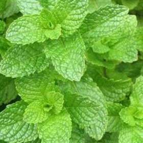 Foto inzerátu Máta - semena