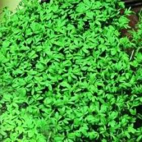 Řeřicha zahradní Dánská - semena / 19626052