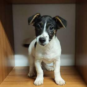 Jack russel terier / 19626854