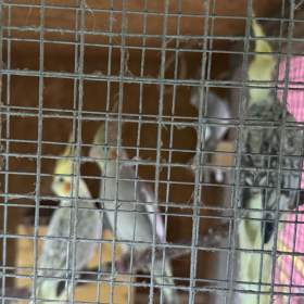 Foto inzerátu Prodám korely chocholaté/ korela