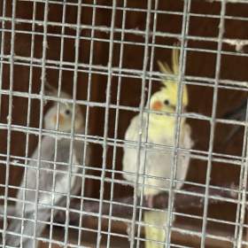 Foto inzerátu Prodám korely chocholaté/ korela