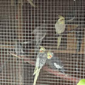 Foto inzerátu Prodám korely chocholaté/ korela