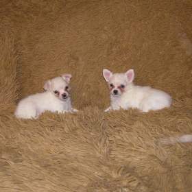 Foto inzerátu Čivava dlouhosrstá 2 štěňátka pejsci