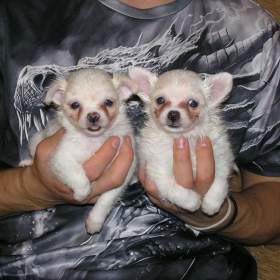 Foto inzerátu Čivava dlouhosrstá 2 štěňátka pejsci