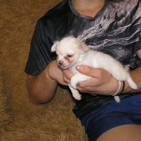 Foto inzerátu Čivava dlouhosrstá 2 štěňátka pejsci