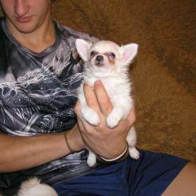 Foto inzerátu Čivava dlouhosrstá 2 štěňátka pejsci