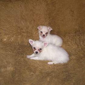 Foto inzerátu Čivava dlouhosrstá 2 štěňátka pejsci