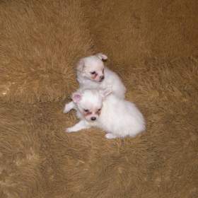 Foto inzerátu Čivava dlouhosrstá 2 štěňátka pejsci