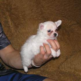 Foto inzerátu Čivava dlouhosrstá 2 štěňátka pejsci