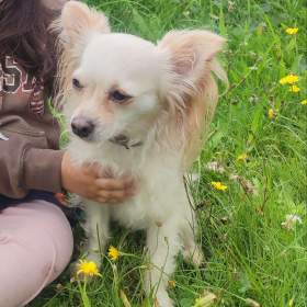 Foto inzerátu Čivava dlouhosrstá 2 štěňátka pejsci