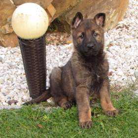 Německý ovčák -  feny s PP ihned k odběru / 19626914