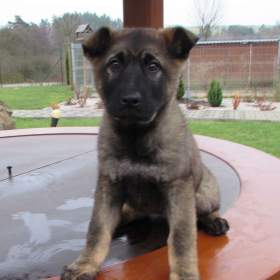 Foto inzerátu Německý ovčák - fena s PP hledá domov