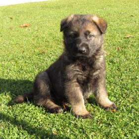 Foto inzerátu Německý ovčák - fena s PP hledá domov