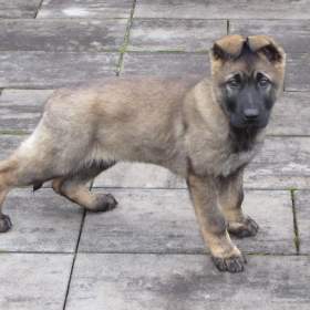 Foto inzerátu Německý ovčák - fena s PP hledá domov