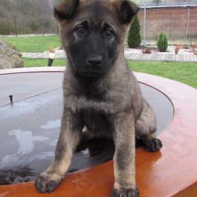 Foto inzerátu Německý ovčák - fena s PP hledá domov