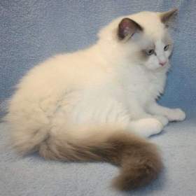 Foto inzerátu RAGDOLL koťátka: