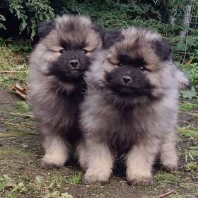 Fotka k inzerátu Německý špic vlčí / keeshond prodám štěňata s PP / 18560232