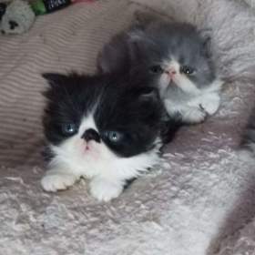 Foto inzerátu Perská koťátka