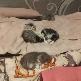 Foto inzerátu Perská koťátka