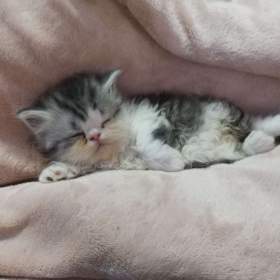 Foto inzerátu Perská koťátka