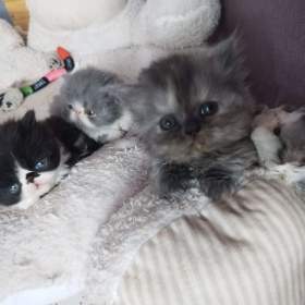 Foto inzerátu Perská koťátka