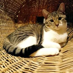 Fotka k inzerátu BENNY -  kotě, 5 měsíců  / 19627797