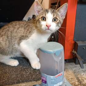 Foto inzerátu PINĎA - kotě, 5 měsíců