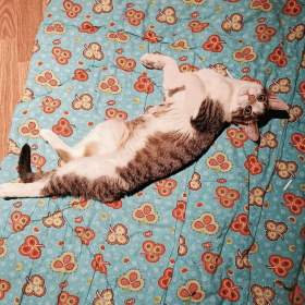 Foto inzerátu PINĎA - kotě, 5 měsíců