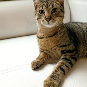 BORÍSEK -  kotě, 5,5 měsíců / 19627801