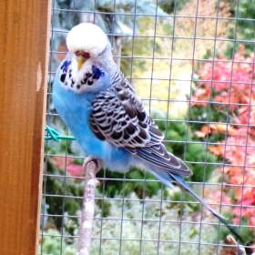 Foto inzerátu Andulka vlnkovaná